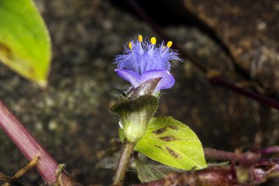 Cyanotis villosa, photographed by Ramesh Shenai Jr.