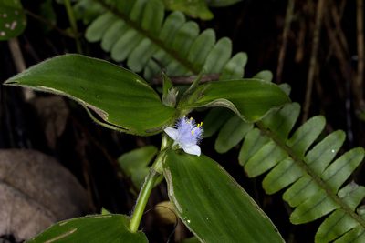 Cyanotis villosa, photographed by Ramesh Shenai Jr.