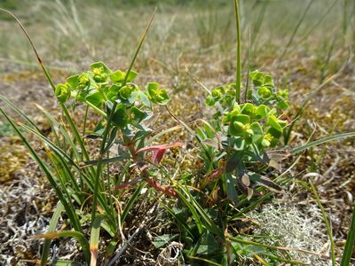 Euphorbia portlandica, photographed by Robert H. Wardell
