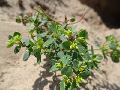 Euphorbia portlandica, photographed by Robert H. Wardell