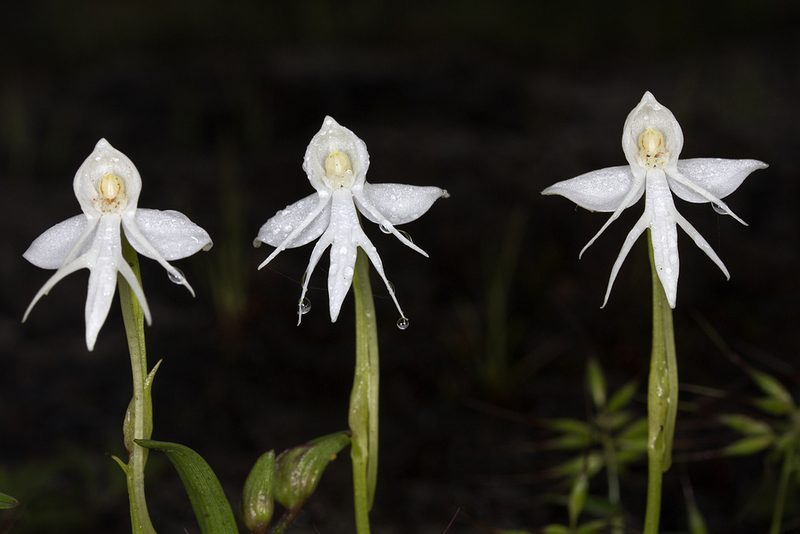 Habenaria rariflora, photographed by Ramesh Shenai Jr.
