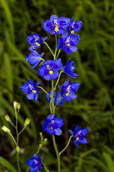 Delphinium malabaricum, photographed by Ramesh Shenai Jr.