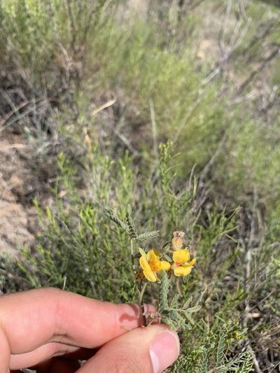 Pomaria jamesii, photographed by samlutfy