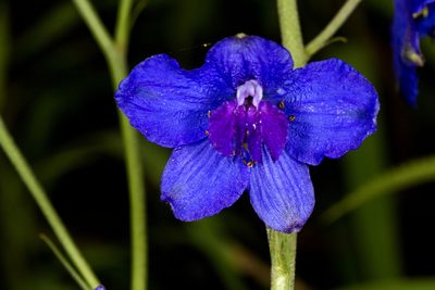 Delphinium malabaricum, photographed by Ramesh Shenai Jr.