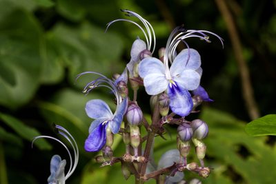 Rotheca serrata, photographed by Ramesh Shenai Jr.