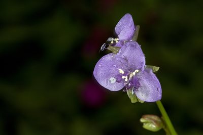 Murdannia simplex, photographed by Ramesh Shenai Jr.