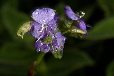 Murdannia simplex, photographed by Ramesh Shenai Jr.