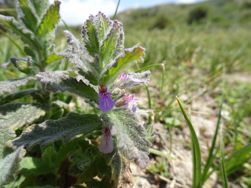 Teucrium scordium, photographed by Robert H. Wardell
