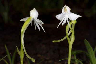 Habenaria rariflora, photographed by Ramesh Shenai Jr.