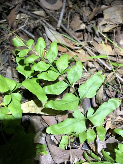 Lindsaea agatii, photographed by Greg Tasney
