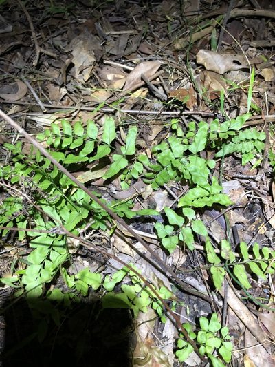 Lindsaea agatii, photographed by Greg Tasney