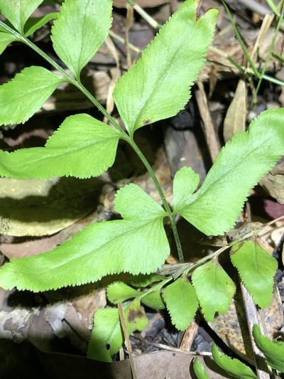 Lindsaea agatii, photographed by Greg Tasney