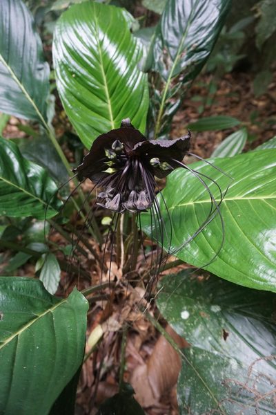 Tacca chantrieri, photographed by Daniel Ellehammer Larsen