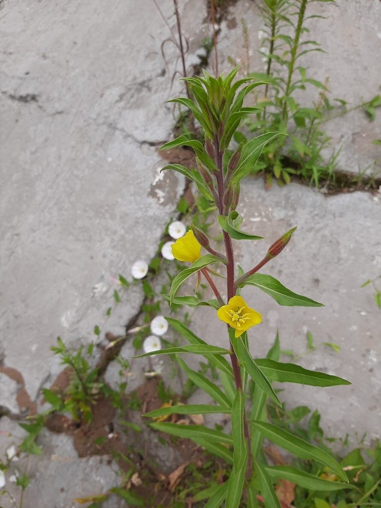 Oenothera × fallax, photographed by Анастасия