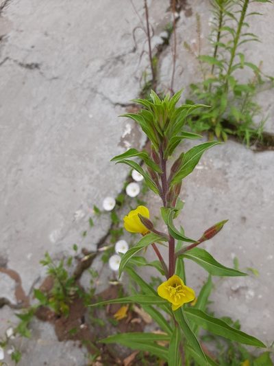 Oenothera × fallax, photographed by Анастасия