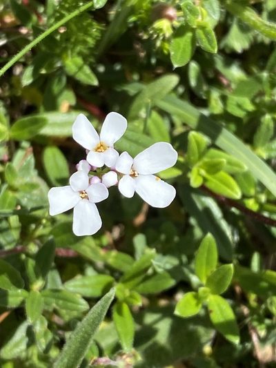 Iberis amara, photographed by William Stephens