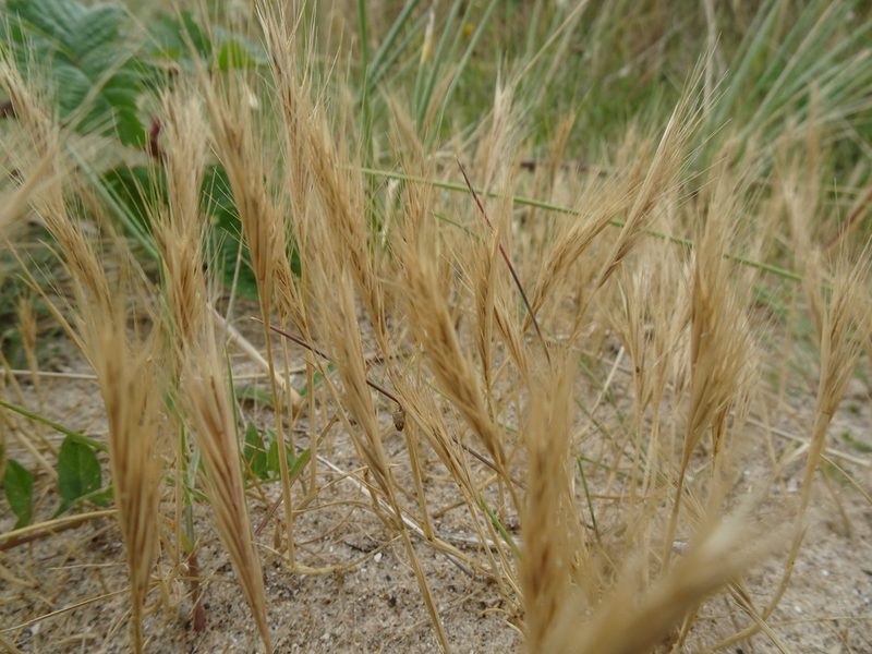 Festuca fasciculata, photographed by Robert H. Wardell