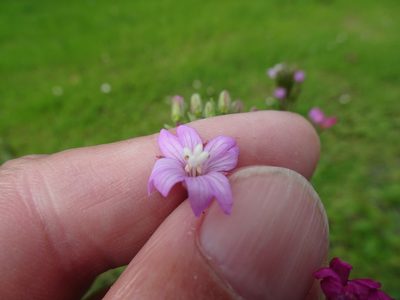 Epilobium parviflorum, photographed by Robert H. Wardell