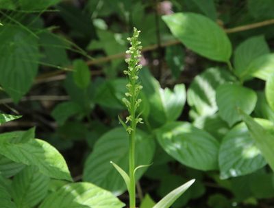 Platanthera huronensis, photographed by er-birds