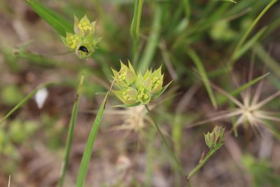 Bupleurum baldense, photographed by Fabien Piednoir