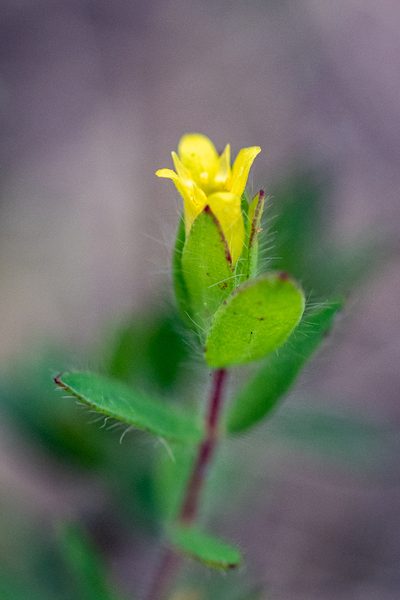 Gnidia humilis, photographed by magriet b