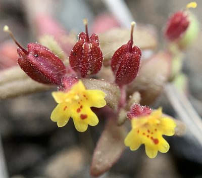 Erythranthe suksdorfii, photographed by mark-groeneveld