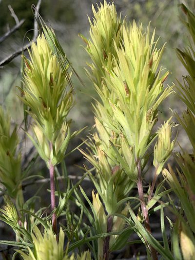 Castilleja flava, photographed by mark-groeneveld
