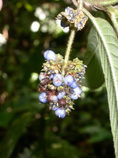 Palicourea pilosa, photographed by Eduardo Chacón Madrigal