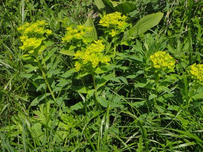 Euphorbia austriaca, photographed by Christian Berg