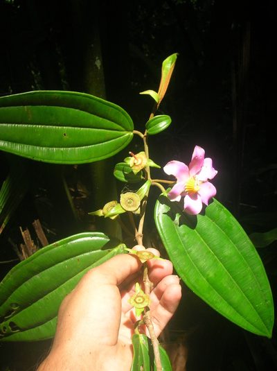 Blakea guatemalensis, photographed by Eduardo Chacón Madrigal