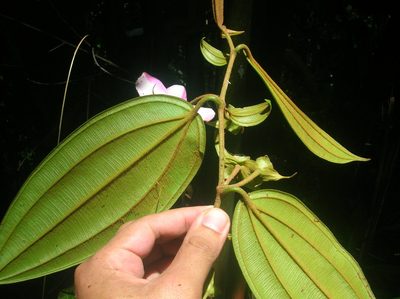 Blakea guatemalensis, photographed by Eduardo Chacón Madrigal