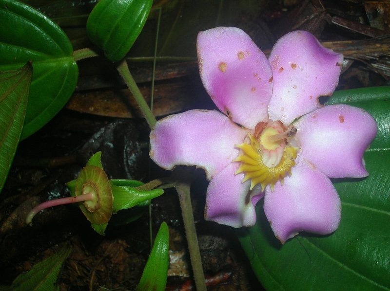 Blakea guatemalensis, photographed by Eduardo Chacón Madrigal
