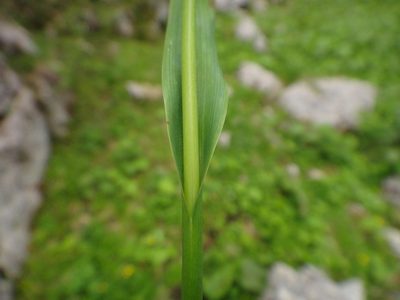 Luzula glabrata, photographed by Christian Berg