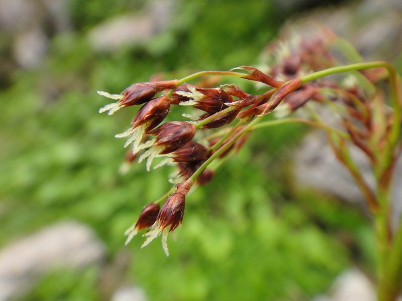 Luzula glabrata, photographed by Christian Berg