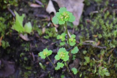 Chrysosplenium tetrandrum, photographed by Syd Cannings
