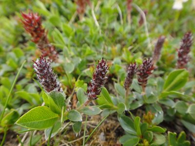 Salix alpina, photographed by Christian Berg
