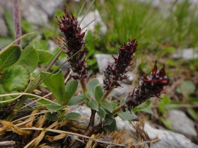 Salix alpina, photographed by Christian Berg