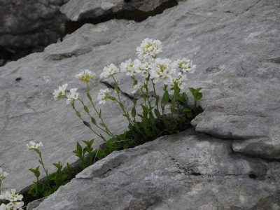 Noccaea alpestris, photographed by Christian Berg