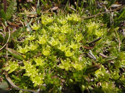 Cherleria sedoides, photographed by Christian Berg