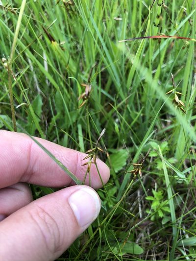 Carex pulicaris, photographed by Thomas Ebner