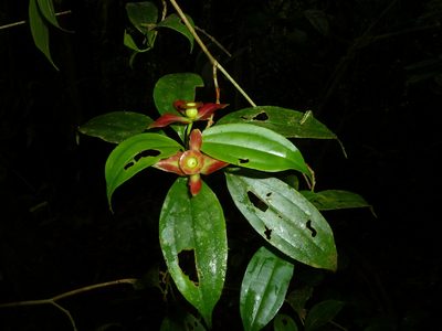 Blakea litoralis, photographed by Eduardo Chacón Madrigal