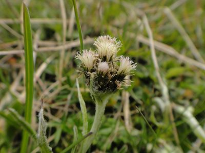 Antennaria carpatica, photographed by Christian Berg