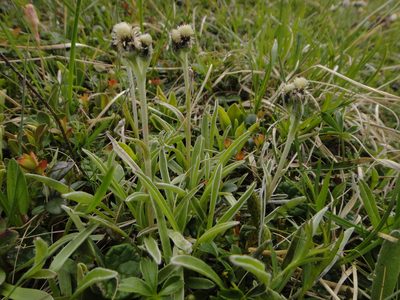 Antennaria carpatica, photographed by Christian Berg