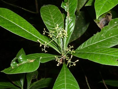 Psychotria marginata, photographed by Eduardo Chacón Madrigal