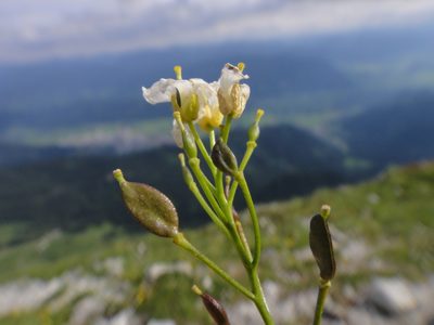 Draba stellata, photographed by Christian Berg
