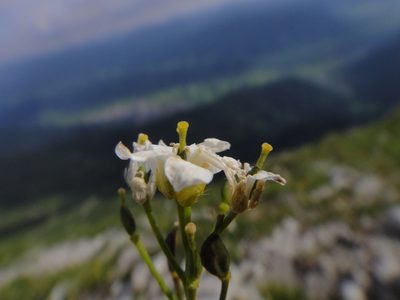 Draba stellata, photographed by Christian Berg
