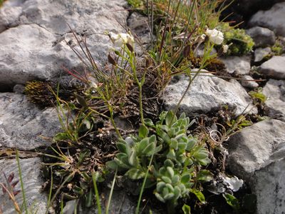 Draba stellata, photographed by Christian Berg
