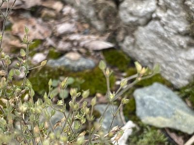 Sagina decumbens, photographed by Alan Weakley