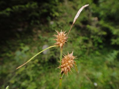 Carex lepidocarpa, photographed by Christian Berg