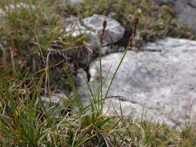 Carex simpliciuscula, photographed by Christian Berg